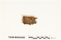 藏品(偏蒴苔屬)的圖片